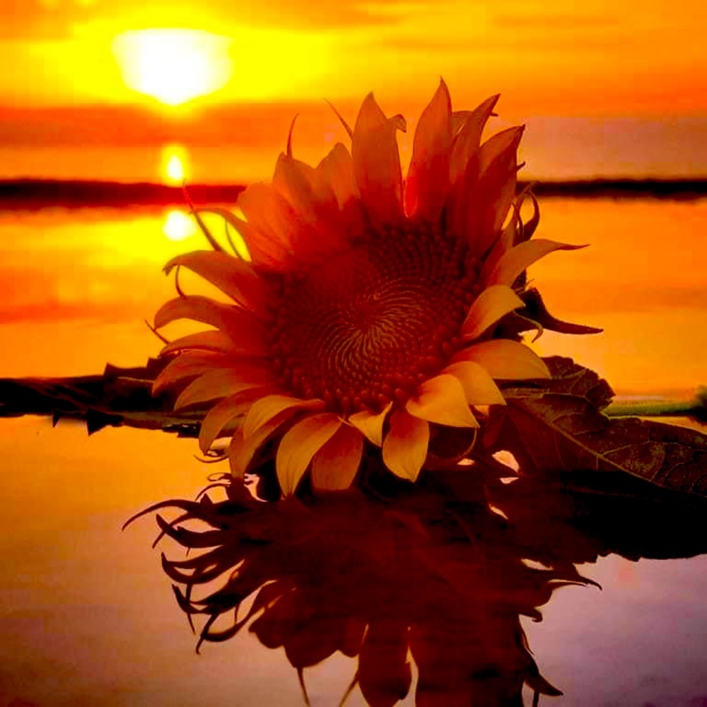 Meet your Posher, Lesley